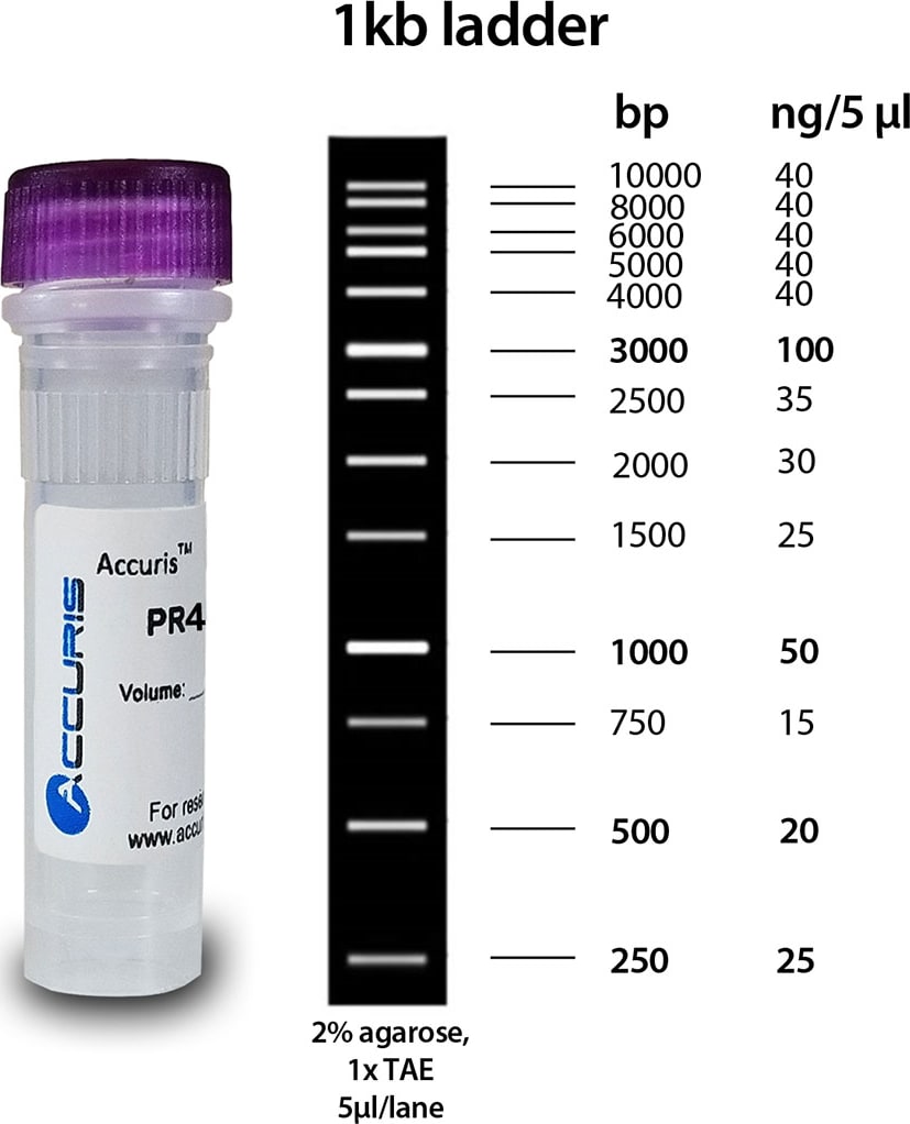 Accuris PR4100-S - SmartCheck 1kb DNA Ladder